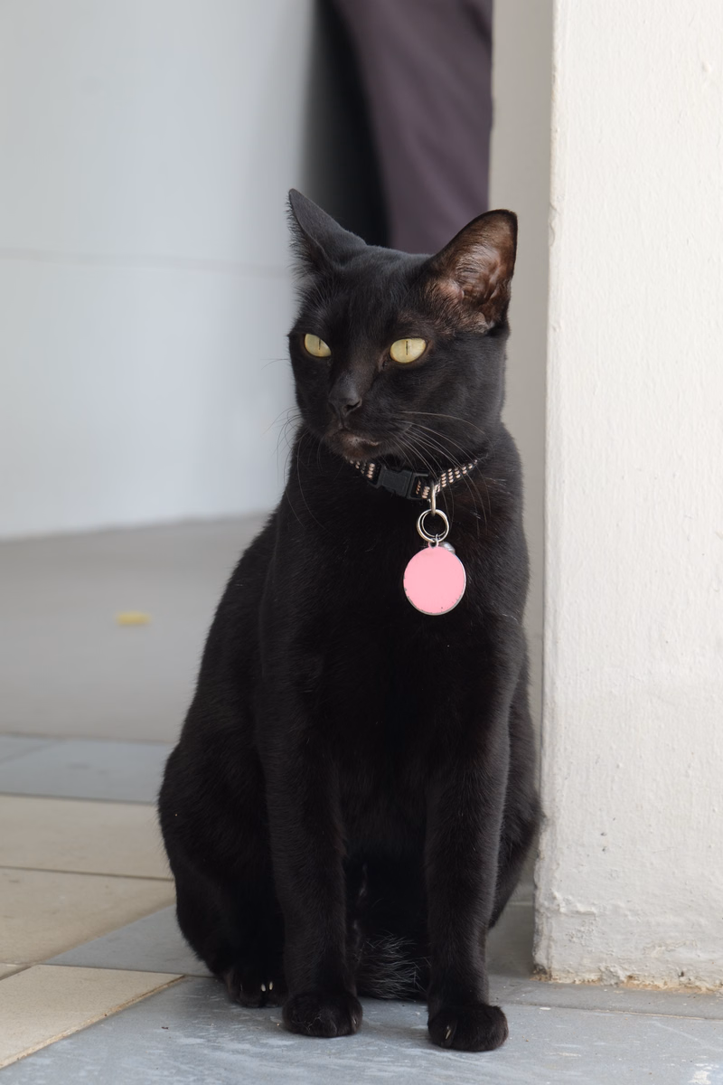 A sleek black cat wearing a collar with a pink bell sits indoors next to a white wall.