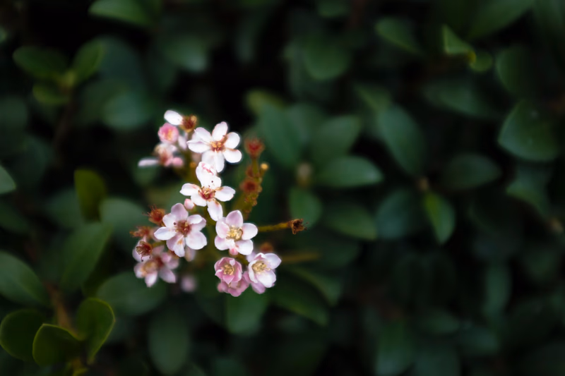A close-up of a small white flower with pink edges in a lush green background.