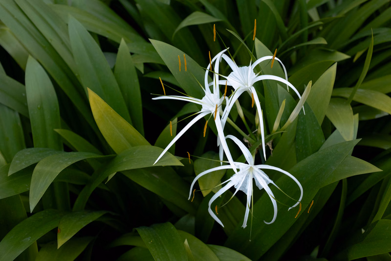 Several white spider-like flowers bloom among lush green foliage in a garden setting.