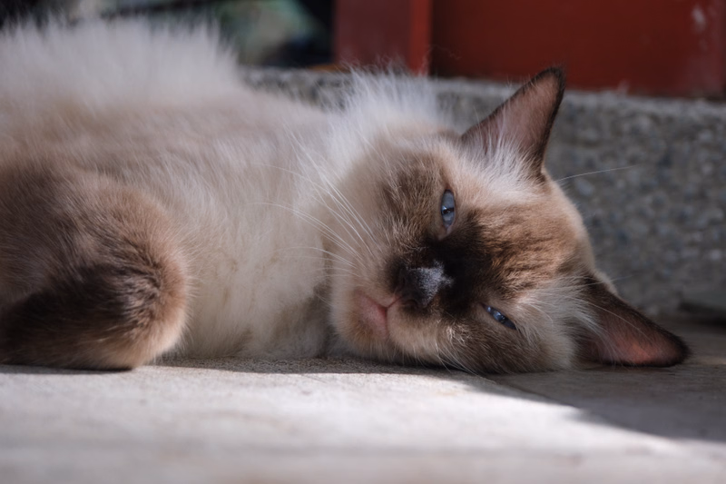 A fluffy, light brown and white tabby cat is resting on a light-colored surface, looking towards the viewer.