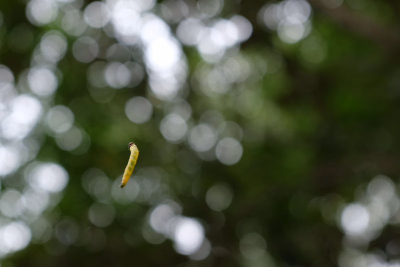 A worm in a blurred natural background