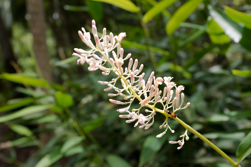 A cluster of pale pink flowers on a stalk is visible in a natural setting, with a small dark insect resting on the bloom.