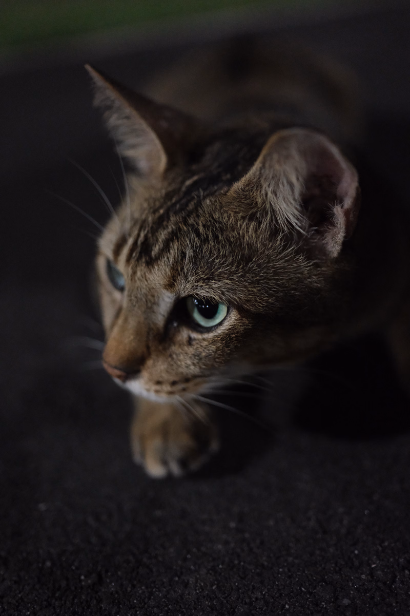A brown and gray tabby cat is low to the ground, looking intently forward with bright green eyes.