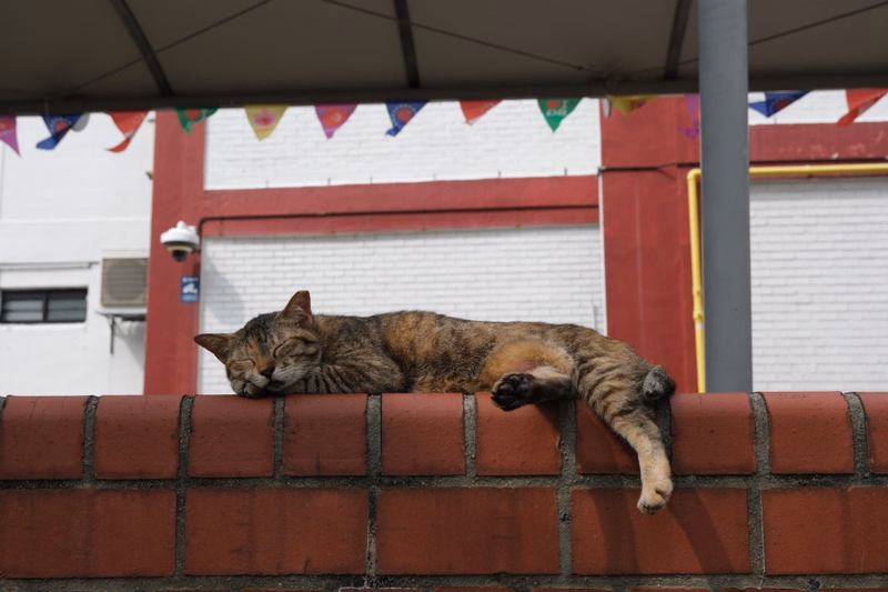 A tabby cat is sleeping soundly on top of a red brick wall outdoors.