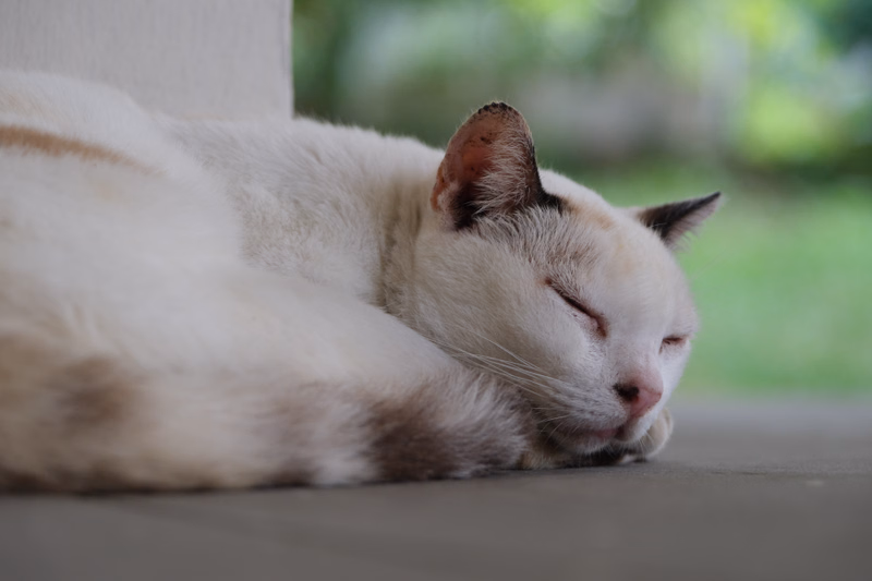 A white and brown cat is sleeping soundly on a flat, gray surface with a blurred green background.