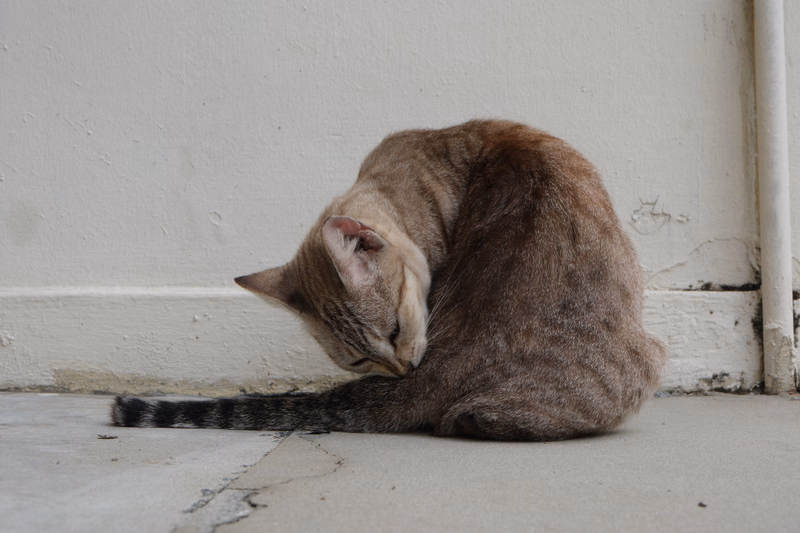 A brown and grey tabby cat is curled up and sleeping on a light-colored floor against a white wall.