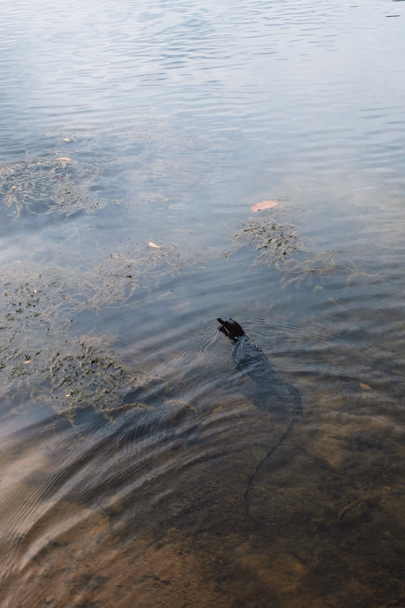 A dark fish is visible swimming just beneath the surface of calm, murky water.