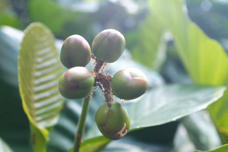 A cluster of round, green, unripe fruits hangs from a stem amidst lush green foliage in a tropical setting.