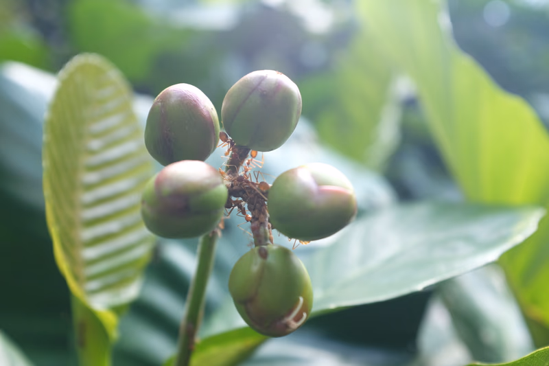A close-up of a tree with green apples and ants