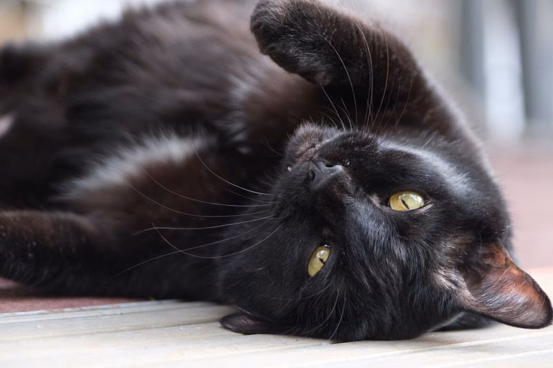 A glossy black domestic cat is lying down on a light-colored wooden surface, looking up with bright green eyes.