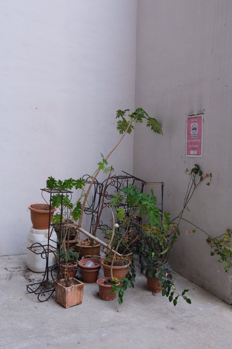 A collection of potted plants sits on a concrete ground next to a plain wall, with a sign that reads "NOTICE NO DUMPING NO GARDENING" visible.