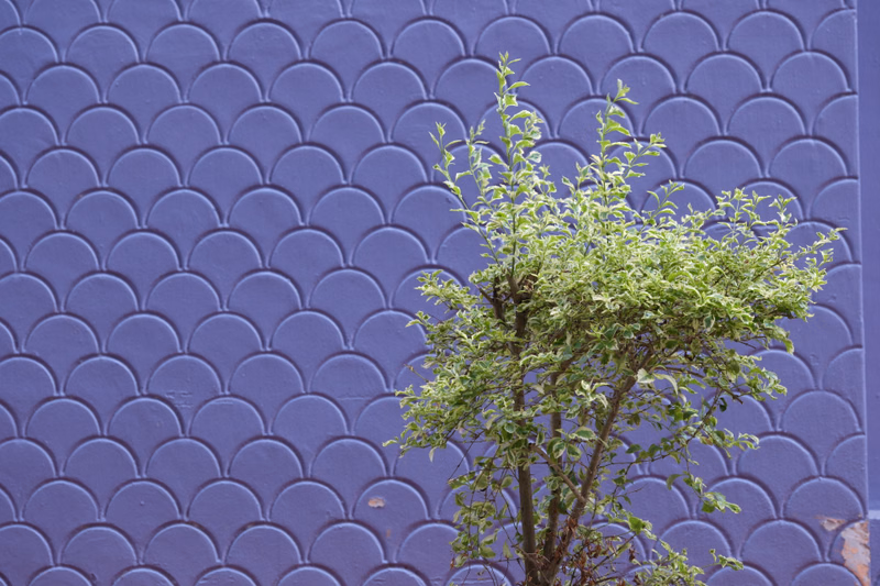 A small green tree stands in front of a textured, repeating pattern purple wall.