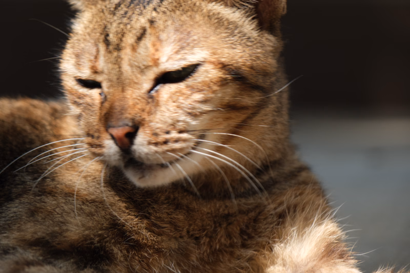 A close-up photo of a tabby cat with closed eyes, showing its striped fur and whiskers.