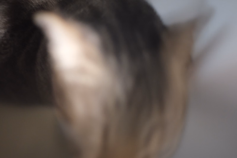 A close-up, blurry shot of a cat's back and tail, showing dark fur.