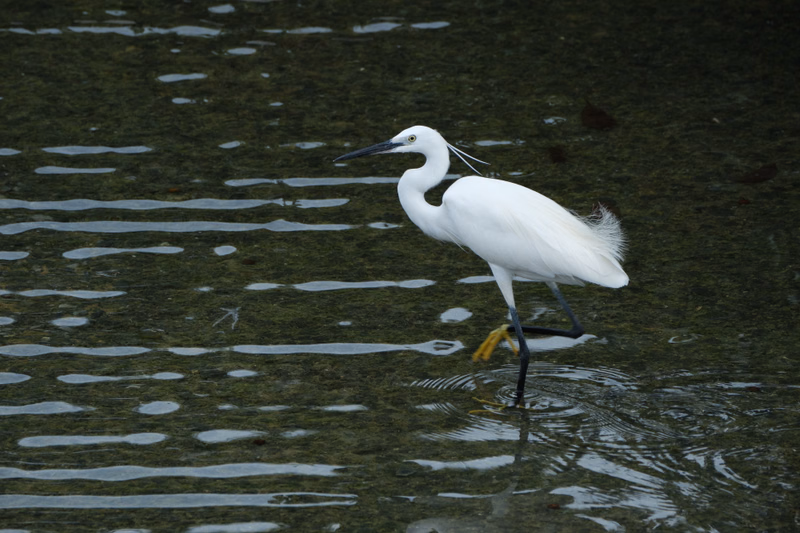 A white egret stands in shallow, dark green water, foraging in a marshy area.