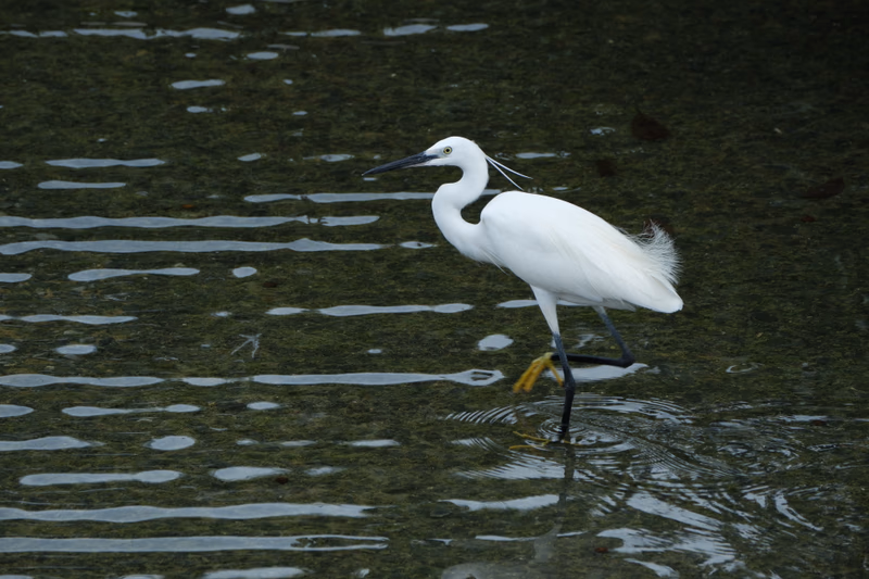 A white bird standing in shallow water with ripples around it.