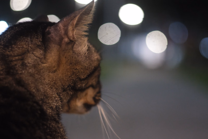 A dark tabby cat is photographed in profile against a background of bright, out-of-focus bokeh lights at night.