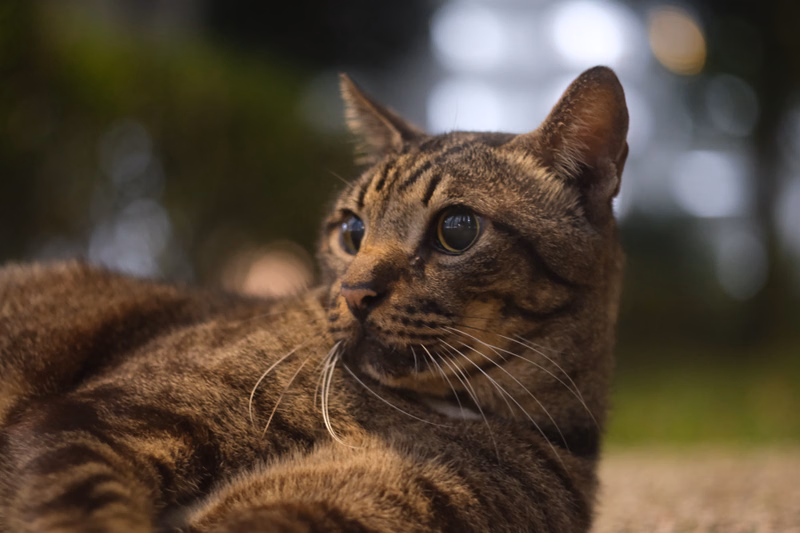 A brown and grey tabby cat is resting outdoors, looking attentively towards the viewer.
