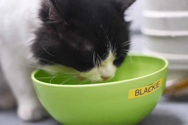 A black and white cat is eating from a bright green bowl labeled "BLACKIE".