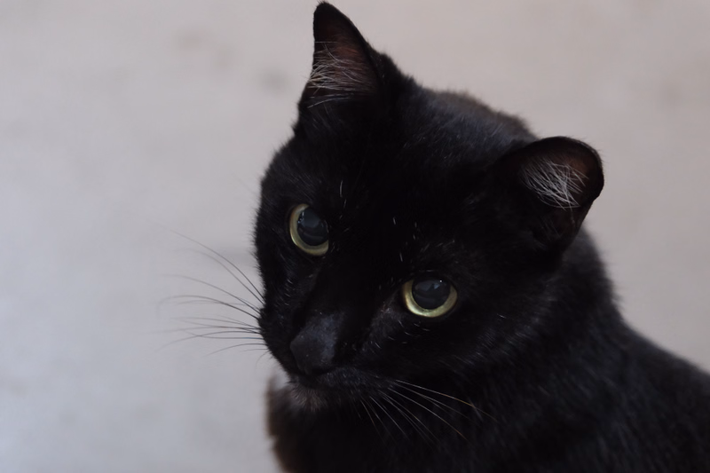 A glossy black domestic cat with green eyes is looking towards the viewer against a light gray background.