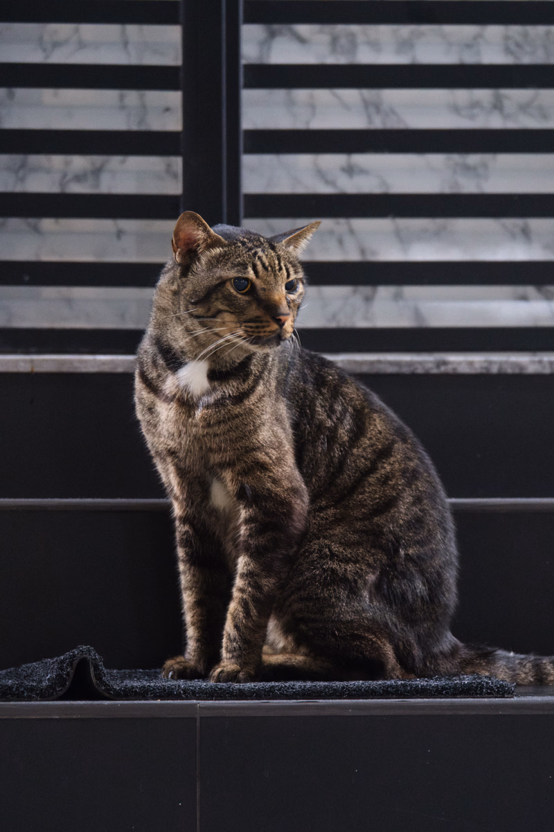 A striped tabby cat sits on a dark surface in front of a slatted wooden background.