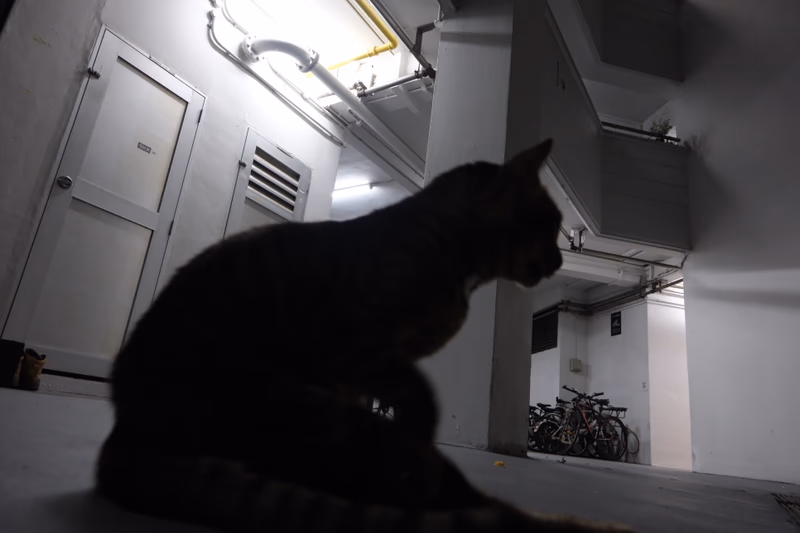 A cat sitting in a dimly lit room with a bicycle and a light fixture on the wall.