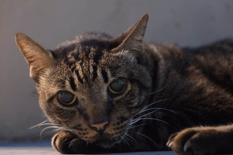 A dark tabby cat with green eyes is lying down, looking directly at the camera.
