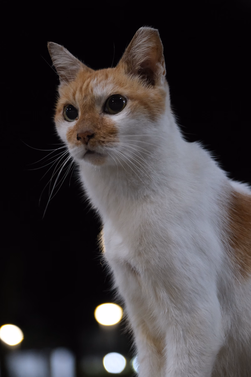 A short-haired orange and white tabby cat is looking slightly to the left against a dark background with blurred lights.
