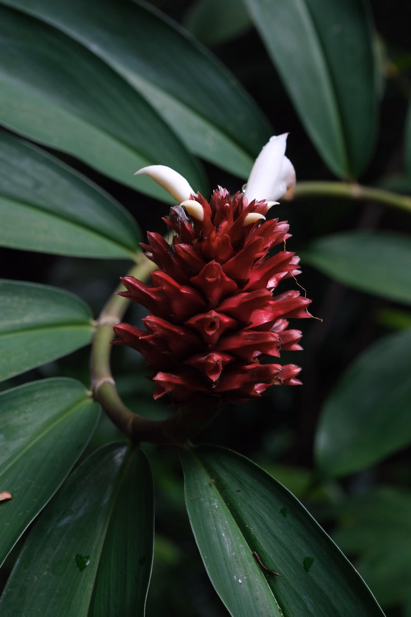 A vibrant red, cone-shaped flower with white tips is surrounded by large, dark green leaves.