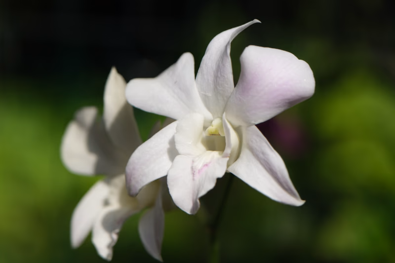 A close-up of a white and pink flower with a blurred green background.