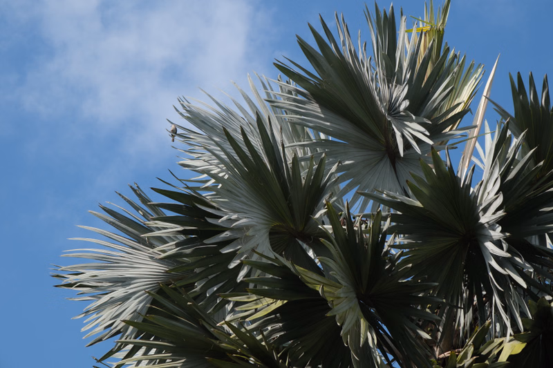 A close-up view of lush, green palm fronds against a bright blue sky with scattered white clouds.