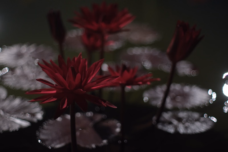 A close-up photograph of several deep red flowers against a dark, blurred background, with some white flowers visible in the foreground.