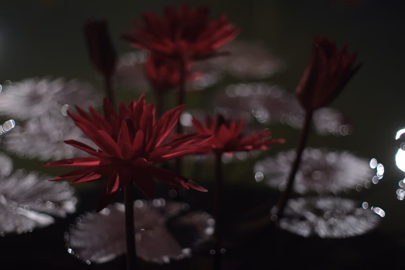 A serene and tranquil scene of lotus flowers floating on water