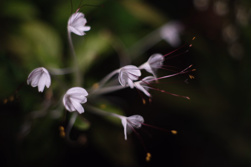 A close-up photograph of several small, delicate white flowers with thin reddish filaments against a dark green background.