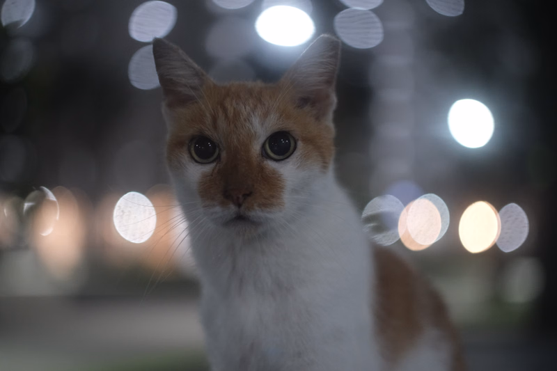 A small orange and white cat looks directly at the camera with a blurred background of bright lights.