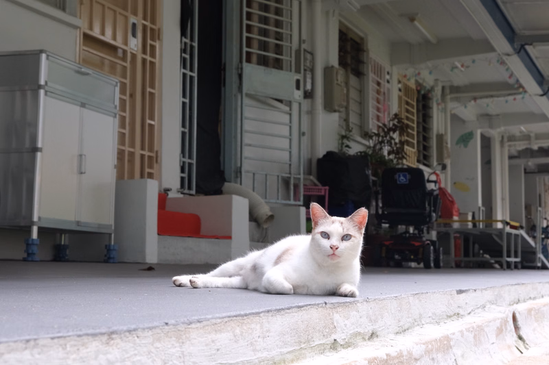 A white cat is lying down on a concrete ledge outside a modern building with large glass doors.