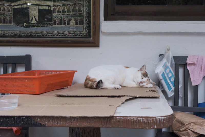 A white and brown cat sleeps on a cardboard cutout on a wooden table, next to an orange plastic basket and a framed painting.