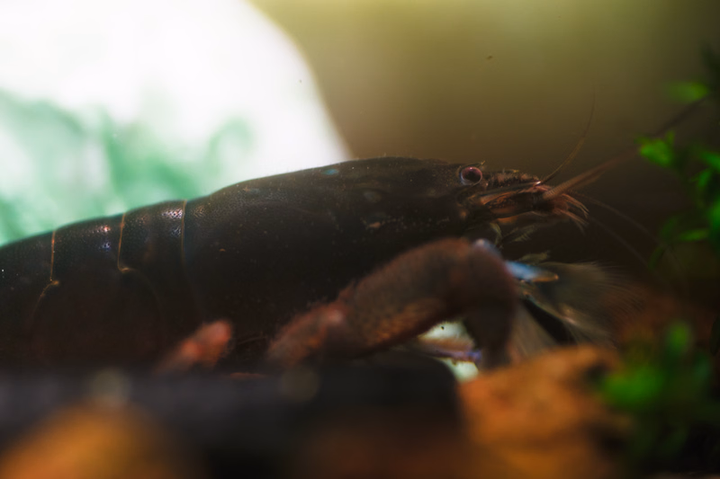 A dark-colored shrimp is visible in an aquarium setting, with blurred green and white elements in the background.