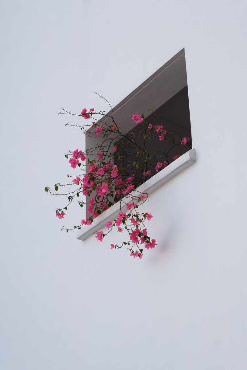 A cluster of vibrant pink flowers spills out from a modern, dark-framed window set into a white wall.
