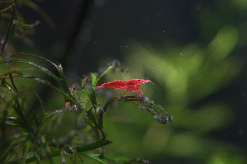 A small red shrimp is visible clinging to the green aquatic plants in a dark aquarium setting.