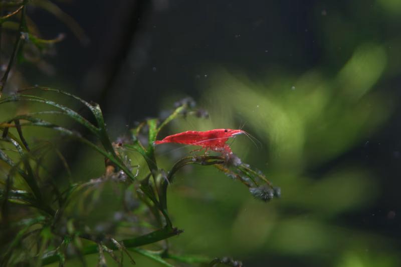 A vibrant red shrimp perched on a green plant in a serene aquarium.