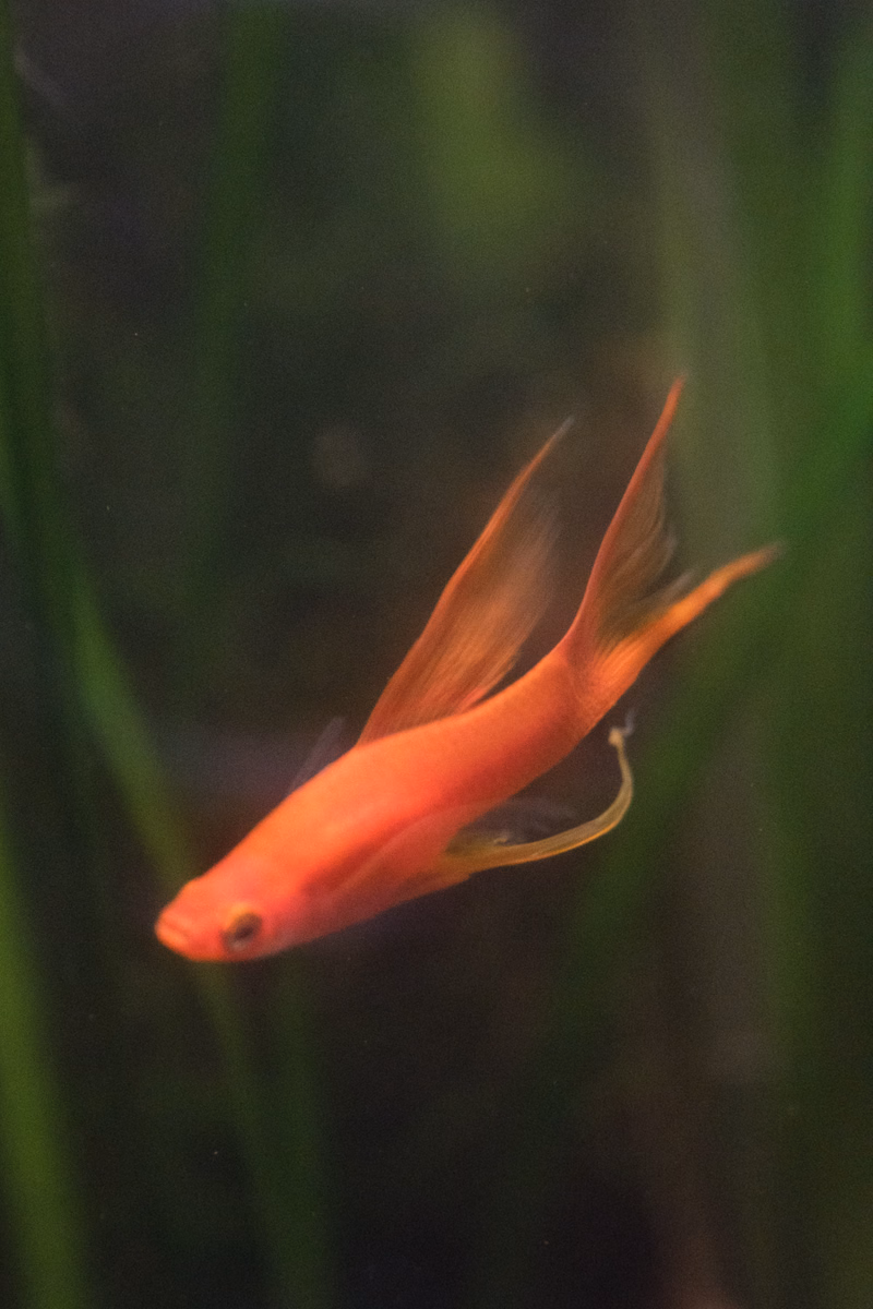 A bright orange and red fish swims in a dark aquarium with green aquatic plants in the background.