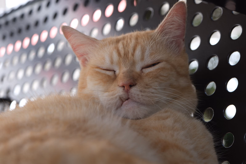 A fluffy orange cat is resting with its eyes closed against a perforated metal background.