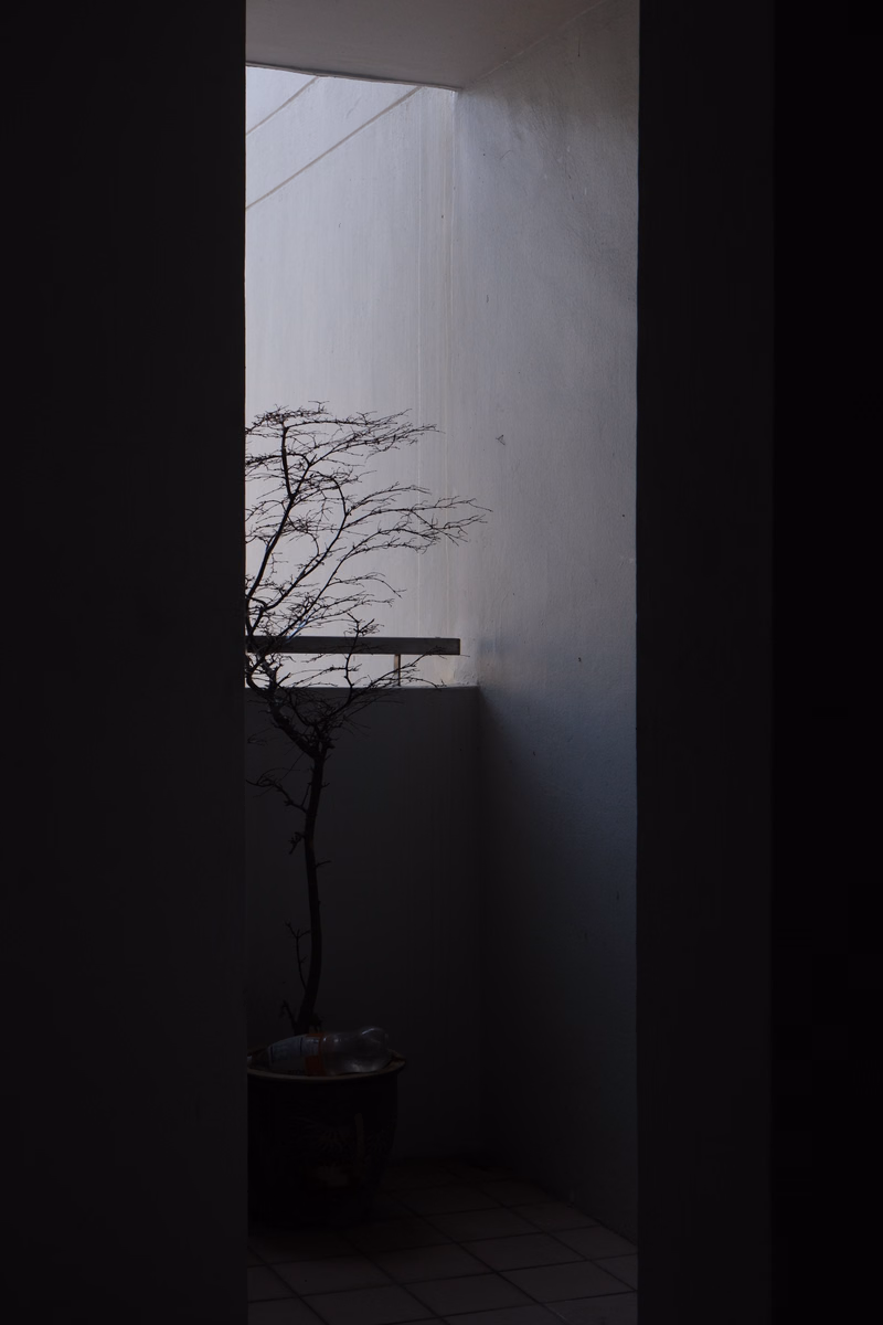 A small, bare bonsai tree stands in a dimly lit, minimalist indoor room with white walls.