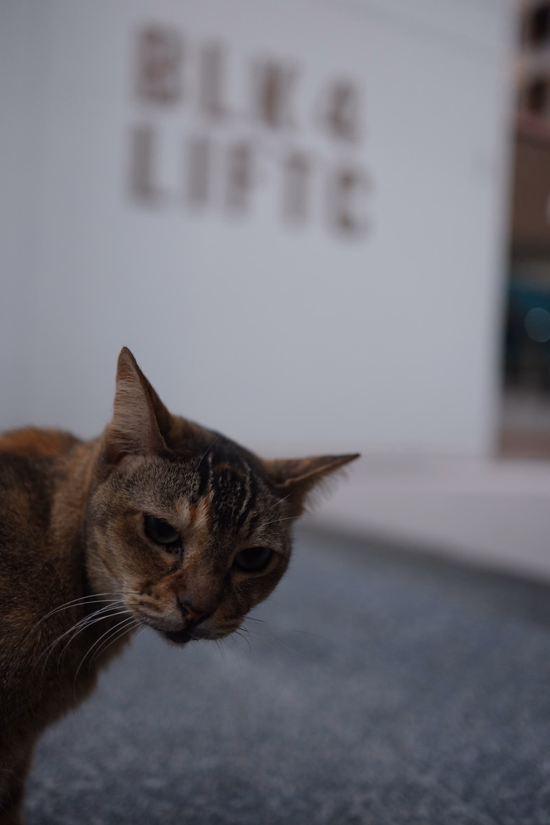 A tabby cat looks toward a white building with the text "BLK4 LIFTC" visible on the wall.