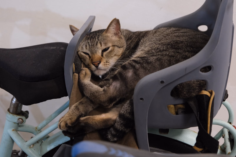 A tabby cat is sleeping soundly while curled up in a gray plastic chair.