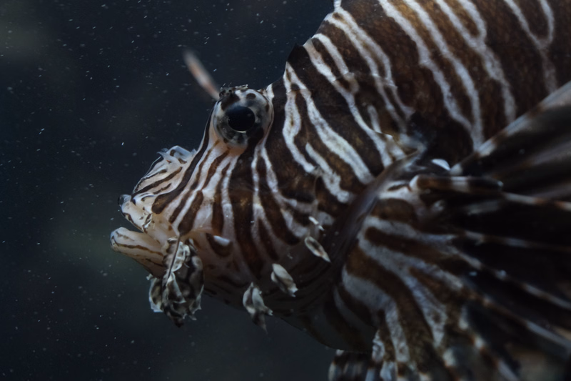 A close-up photograph of a striped fish swimming in dark, murky water, showing its distinct vertical banding pattern.