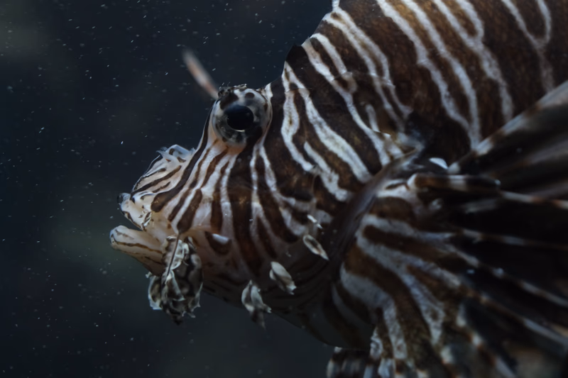 A stunning underwater shot of a lionfish in its natural habitat.