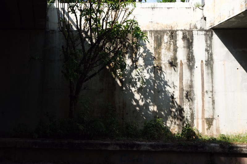 A leafy tree casts dappled shadows onto a tall, weathered concrete wall in an outdoor setting.
