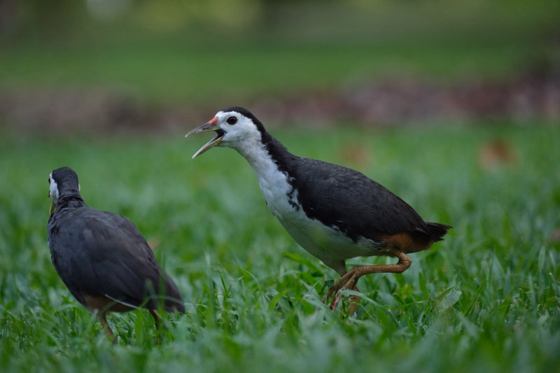 Two black and white birds are standing in green grass, one of which has its beak open.